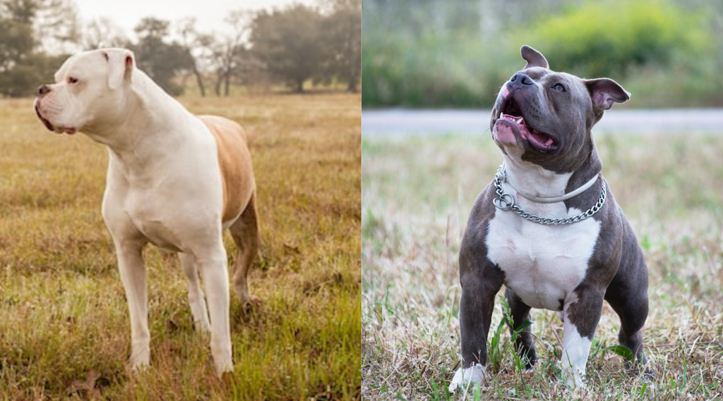 Difference between apbt clearance and american bully