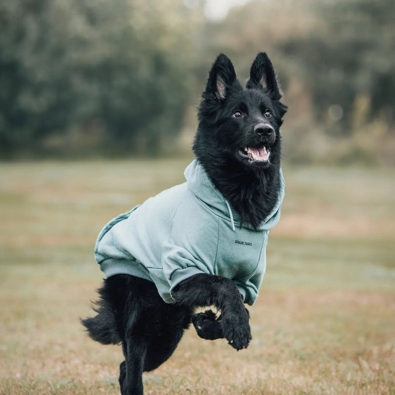 Maglione Essenziale per Cani - Turchese