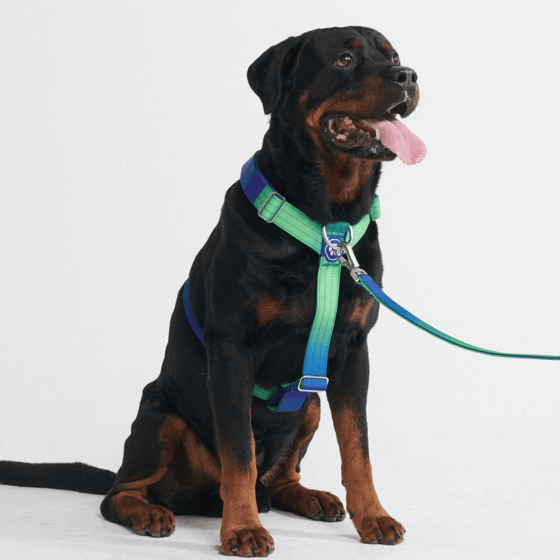 Lime Wave Harness