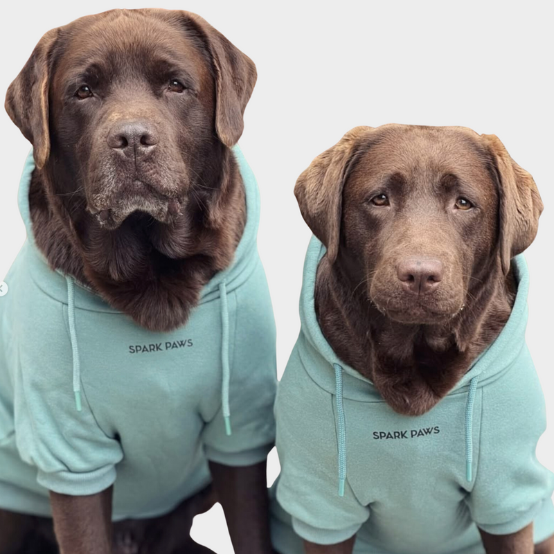 Maglione Essenziale per Cani - Turchese