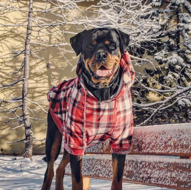 Maglione Plaid per Cani - Quadretti rossi